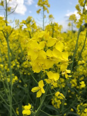 Kolza tohumu mu, kış kolza mı? İlkbaharda ve yazın başlarında, tarımın geniş alanları parlak ve uçsuz bucaksız sarı çiçeklerle çiçek açar - bu kış kolza tohumu, ya da diğer bir deyişle kolza tohumu