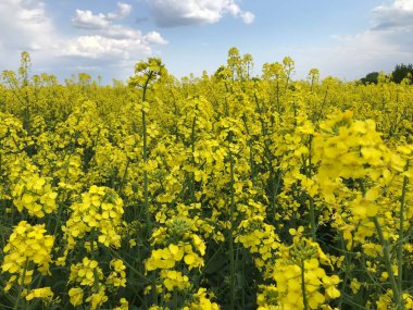 Kolza tohumu mu, kış kolza mı? İlkbaharda ve yazın başlarında, tarımın geniş alanları parlak ve uçsuz bucaksız sarı çiçeklerle çiçek açar - bu kış kolza tohumu, ya da diğer bir deyişle kolza tohumu