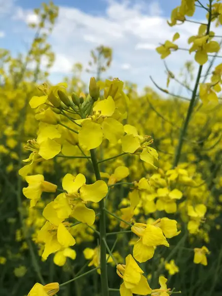 Kolza tohumu mu, kış kolza mı? İlkbaharda ve yazın başlarında, tarımın geniş alanları parlak ve uçsuz bucaksız sarı çiçeklerle çiçek açar - bu kış kolza tohumu, ya da diğer bir deyişle kolza tohumu