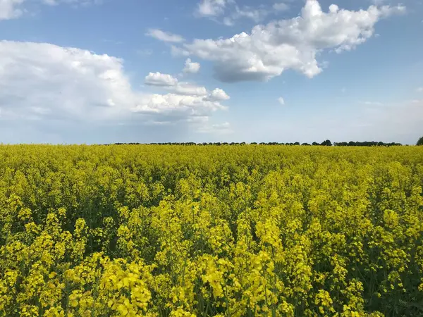 Kolza tohumu mu, kış kolza mı? İlkbaharda ve yazın başlarında, tarımın geniş alanları parlak ve uçsuz bucaksız sarı çiçeklerle çiçek açar - bu kış kolza tohumu, ya da diğer bir deyişle kolza tohumu