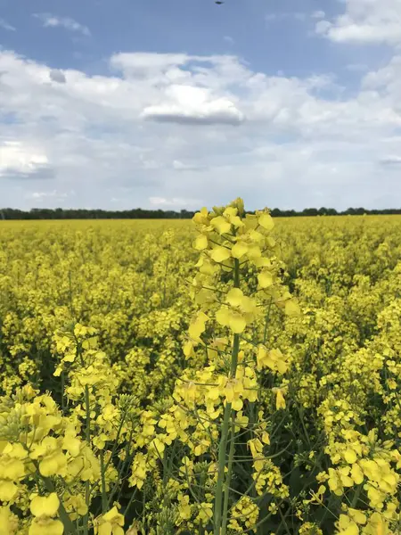 Kolza tohumu mu, kış kolza mı? İlkbaharda ve yazın başlarında, tarımın geniş alanları parlak ve uçsuz bucaksız sarı çiçeklerle çiçek açar - bu kış kolza tohumu, ya da diğer bir deyişle kolza tohumu