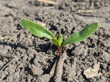 Şeker pancarları bitki fidanlarıdır. Tohumların ekilmesinden on gün sonra, en uygun çevre koşulları altında, şeker pancarının ilk pazar kütlesi oluşur. İlk filizler görünüyor, yapraklar formda.