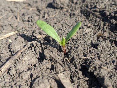 Şeker pancarları bitki fidanlarıdır. Tohumların ekilmesinden on gün sonra, en uygun çevre koşulları altında, şeker pancarının ilk pazar kütlesi oluşur. İlk filizler görünüyor, yapraklar formda.