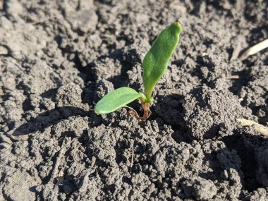 Şeker pancarları bitki fidanlarıdır. Tohumların ekilmesinden on gün sonra, en uygun çevre koşulları altında, şeker pancarının ilk pazar kütlesi oluşur. İlk filizler görünüyor, yapraklar formda.