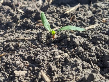 Şeker pancarları bitki fidanlarıdır. Tohumların ekilmesinden on gün sonra, en uygun çevre koşulları altında, şeker pancarının ilk pazar kütlesi oluşur. İlk filizler görünüyor, yapraklar formda.