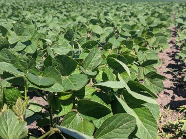 Merhaba. Tarlaları ekin. Yaz başlangıcına kadar, tarım üretiminin geniş alanlarında ekinlerin - soya bitkilerinin - büyüme mevsimi devam ediyor. Çiçek açmanın başlangıcı