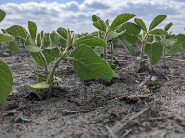 Merhaba. Tarlaları ekin. Yaz başlangıcına kadar, tarım üretiminin geniş alanlarında ekinlerin - soya bitkilerinin - büyüme mevsimi devam ediyor. Çiçek açmanın başlangıcı