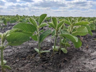 Merhaba. Tarlaları ekin. Yaz başlangıcına kadar, tarım üretiminin geniş alanlarında ekinlerin - soya bitkilerinin - büyüme mevsimi devam ediyor. Çiçek açmanın başlangıcı