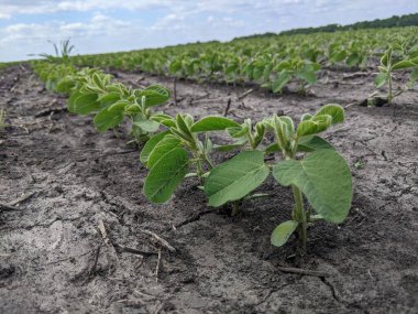 Merhaba. Tarlaları ekin. Yaz başlangıcına kadar, tarım üretiminin geniş alanlarında ekinlerin - soya bitkilerinin - büyüme mevsimi devam ediyor. Çiçek açmanın başlangıcı