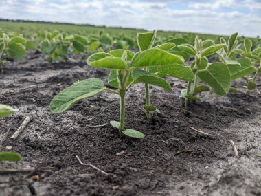 Merhaba. Tarlaları ekin. Yaz başlangıcına kadar, tarım üretiminin geniş alanlarında ekinlerin - soya bitkilerinin - büyüme mevsimi devam ediyor. Çiçek açmanın başlangıcı
