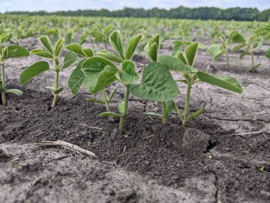 Merhaba. Tarlaları ekin. Yaz başlangıcına kadar, tarım üretiminin geniş alanlarında ekinlerin - soya bitkilerinin - büyüme mevsimi devam ediyor. Çiçek açmanın başlangıcı
