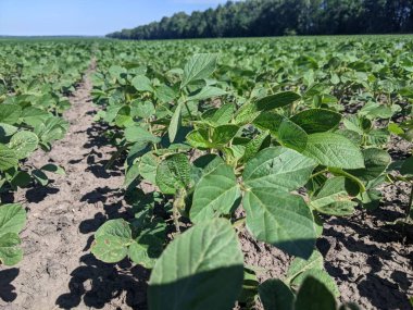 Merhaba. Tarlaları ekin. Yaz başlangıcına kadar, tarım üretiminin geniş alanlarında ekinlerin - soya bitkilerinin - büyüme mevsimi devam ediyor. Çiçek açmanın başlangıcı