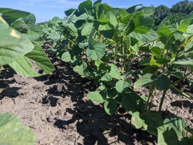 Merhaba. Tarlaları ekin. Yaz başlangıcına kadar, tarım üretiminin geniş alanlarında ekinlerin - soya bitkilerinin - büyüme mevsimi devam ediyor. Çiçek açmanın başlangıcı