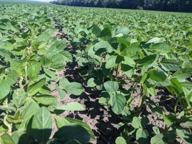 Merhaba. Tarlaları ekin. Yaz başlangıcına kadar, tarım üretiminin geniş alanlarında ekinlerin - soya bitkilerinin - büyüme mevsimi devam ediyor. Çiçek açmanın başlangıcı