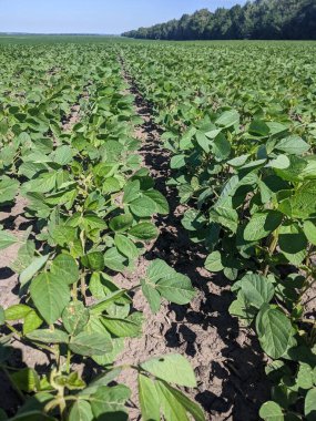 Merhaba. Tarlaları ekin. Yaz başlangıcına kadar, tarım üretiminin geniş alanlarında ekinlerin - soya bitkilerinin - büyüme mevsimi devam ediyor. Çiçek açmanın başlangıcı