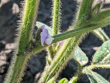 Merhaba. Tarlaları ekin. Yaz başlangıcına kadar, tarım üretiminin geniş alanlarında ekinlerin - soya bitkilerinin - büyüme mevsimi devam ediyor. Çiçek açmanın başlangıcı