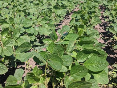 Merhaba. Tarlaları ekin. Yaz başlangıcına kadar, tarım üretiminin geniş alanlarında ekinlerin - soya bitkilerinin - büyüme mevsimi devam ediyor. Çiçek açmanın başlangıcı