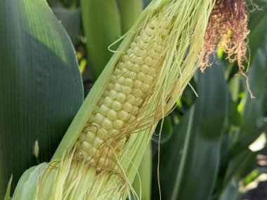 Mısır. Bir koçan oluşumu. Mısır ekme yaz döneminin başından itibaren, bitkinin oluşumundan sonra, besleyici kısım - mısır taneli mısır koçanı - tarlalarda şekillenir. Fotoğrafta - mandıra dengesi stadyumu