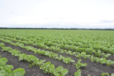 Şeker pancarı. Bitkilerin ilk aşamasından sonra, bahar ve yaz aylarında - şeker pancarı bitkileri geniş alanlarda etkin bir şekilde büyük bir yeşil kütle kazanır - yapraklar ve kökler oluşur
