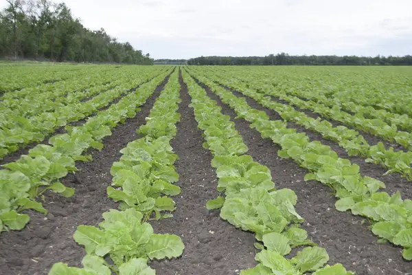 Şeker pancarı. Bitkilerin ilk aşamasından sonra, bahar ve yaz aylarında - şeker pancarı bitkileri geniş alanlarda etkin bir şekilde büyük bir yeşil kütle kazanır - yapraklar ve kökler oluşur