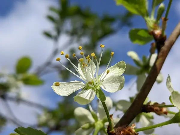 Baharda bahçede erik çiçekleri açar. Baharda bir erik ağacının dallarına bol bol serpiştirilmiş küçük beyaz bir çiçek. Yeni hasat döngüsü başladı. Çiçeklerin, çiçekleri tozlaştırmak için arıları çeken eşsiz bir aroması vardır.