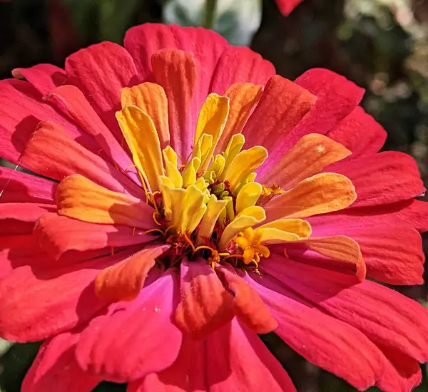 Renkli yaz çiçeklerinin parlak çiçek oyunu. Bahçeler ve çeşitli renklerle donatılmış ekinler. Işıktan renge doğru...