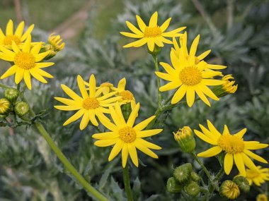 çiçek, sarı, doğa, bitki, yaz, karahindiba, bahçe, bahar, çiçek, çiçek, çiçek, çiçek, ayçiçeği, güzellik, çim, çiçek, çim, çayırlık, çayırlık, yaprak, papatya, arı, renk, çiçek, yaprak, güzel