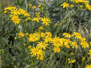 çiçek, sarı, doğa, bitki, yaz, karahindiba, bahçe, bahar, çiçek, çiçek, çiçek, çiçek, ayçiçeği, güzellik, çim, çiçek, çim, çayırlık, çayırlık, yaprak, papatya, arı, renk, çiçek, yaprak, güzel