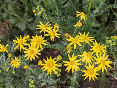 çiçek, sarı, doğa, bitki, yaz, karahindiba, bahçe, bahar, çiçek, çiçek, çiçek, çiçek, ayçiçeği, güzellik, çim, çiçek, çim, çayırlık, çayırlık, yaprak, papatya, arı, renk, çiçek, yaprak, güzel