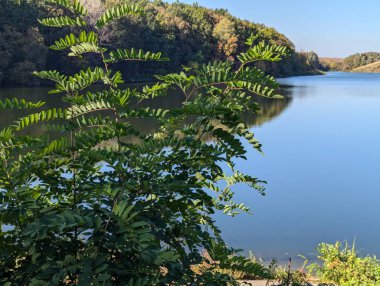 Göl. Sıcak yaz mevsiminde gölün sularında sakinlik hüküm sürer. Dalga yok, rüzgar yok. Sahilden ufka uzanan manzara.