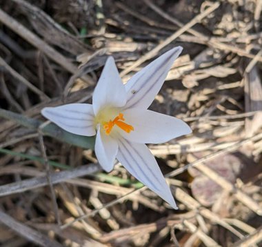 Vahşi safran. İlkbaharın başlarında, hassas beyaz yapraklı ilk çuha çiçekleri doğanın doğal kütlesi olan tarlalarda ve çayırlarda kuru bitkiler arasında belirir.