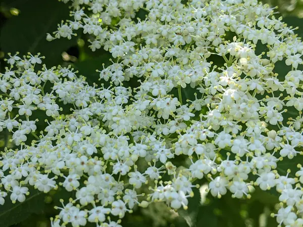Büyüleyici bir manzara. Siyah mürver büyük sepetler içinde çiçek açıyor. Bahçede ya da sokağın yakınında sayısız çiçek var.