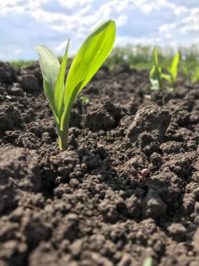 Mısır. Merdivenler. Bitki örtüsü. Bitkiler. İlkbaharda, tohum ektikten kısa bir süre sonra, geleceğin mısırlarının ilk filizleri tarlaların güzel ufkunda, açık alanlarda yükselir.