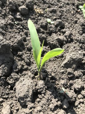 Mısır. Merdivenler. Bitki örtüsü. Bitkiler. İlkbaharda, tohum ektikten kısa bir süre sonra, geleceğin mısırlarının ilk filizleri tarlaların güzel ufkunda, açık alanlarda yükselir.