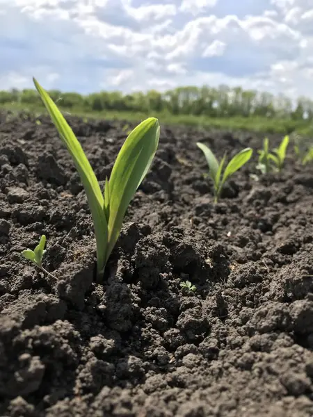 Mısır. Merdivenler. Bitki örtüsü. Bitkiler. İlkbaharda, tohum ektikten kısa bir süre sonra, geleceğin mısırlarının ilk filizleri tarlaların güzel ufkunda, açık alanlarda yükselir.
