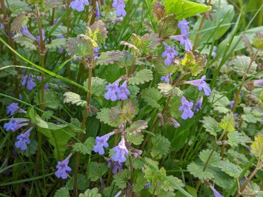 Buna nane şekeri diyorlar. Pek çok böceği ve bazen hayvanları cezbeden tuhaf bir kokusu olan yabani bir bitkiye 