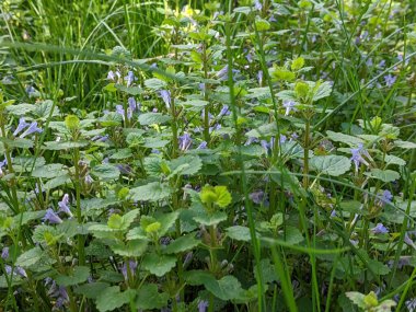 Buna nane şekeri diyorlar. Pek çok böceği ve bazen hayvanları cezbeden tuhaf bir kokusu olan yabani bir bitkiye 