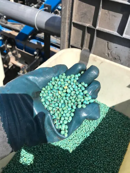 Bahar. Tarım ekiyorum. Tarlalarda bahar geldiği zaman, çiftçiler gelecekteki hasatı ekmeye devam ediyorlar. Fotoğrafta, soya fasulyesi ekerken.