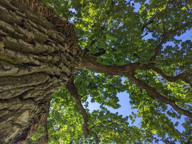 Meşe ağacı. Taç. Devasa yeşil alanlardan biri gururla ayakta duran büyük meşe ağaçları ve devasa taçlarının altında güçlerini ve görkemlerini görebilirsiniz.