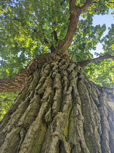 Meşe ağacı. Taç. Devasa yeşil alanlardan biri gururla ayakta duran büyük meşe ağaçları ve devasa taçlarının altında güçlerini ve görkemlerini görebilirsiniz.