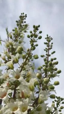 Çealkin fındığı. İlkbaharda, çiçek çeşitleri arasında meyve ağaçları çiçek açar, botanik çağının genişliğinde, Çeçenistan fındık ağacı küçük bol çiçeklerle açar.