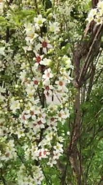 Çealkin fındığı. İlkbaharda, çiçek çeşitleri arasında meyve ağaçları çiçek açar, botanik çağının genişliğinde, Çeçenistan fındık ağacı küçük bol çiçeklerle açar.