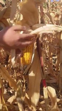 Mısır. Kachan Tanesi. Altın sonbahar mevsiminde, tarlaların mahsulleri arasında, tarım, seçici bir altın mısır hasadı ile zevkli olur. Koleksiyonuna başlamadan önce en uygun nem oranına bakmalıyım. Akıp deliklerine girenlere.