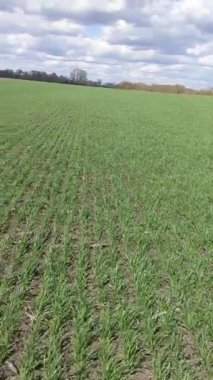 Baharda kış darı. Genellikle bulutlu ve rüzgarlı gökyüzünün altında, bahar açık alanlarda bitkileri uyandırır. Buğday, kışı iyi geçirdikten sonra, büyümeye ve bitkilere devam eder.