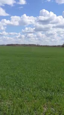 Baharda kış darı. Genellikle bulutlu ve rüzgarlı gökyüzünün altında, bahar açık alanlarda bitkileri uyandırır. Buğday, kışı iyi geçirdikten sonra, büyümeye ve bitkilere devam eder.