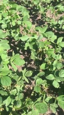 Soya fasulyesi. Uçsuz bucaksız tarlalarda, ticari soya bitkileri ilkbahardan itibaren büyür, bir çalı oluşturur, ve yazın ilk zamanlarında rüzgarda salınır..