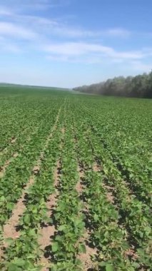Soya fasulyesi. Uçsuz bucaksız tarlalarda, ticari soya bitkileri ilkbahardan itibaren büyür, bir çalı oluşturur, ve yazın ilk zamanlarında rüzgarda salınır..