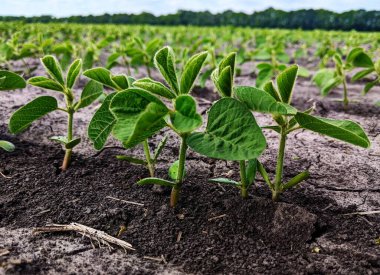 Soya fasulyesi. Değişen bulutlu gökyüzünün altındaki yeşil yaz tarlaları, bazen soya fasulyesi ekinlerini aydınlatır gibi görünen güneş. Çiçek açmanın başlangıcı