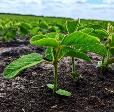 Soya fasulyesi. Değişen bulutlu gökyüzünün altındaki yeşil yaz tarlaları, bazen soya fasulyesi ekinlerini aydınlatır gibi görünen güneş. Çiçek açmanın başlangıcı
