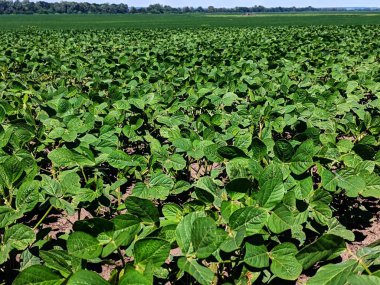 Soya fasulyesi. Değişen bulutlu gökyüzünün altındaki yeşil yaz tarlaları, bazen soya fasulyesi ekinlerini aydınlatır gibi görünen güneş. Çiçek açmanın başlangıcı